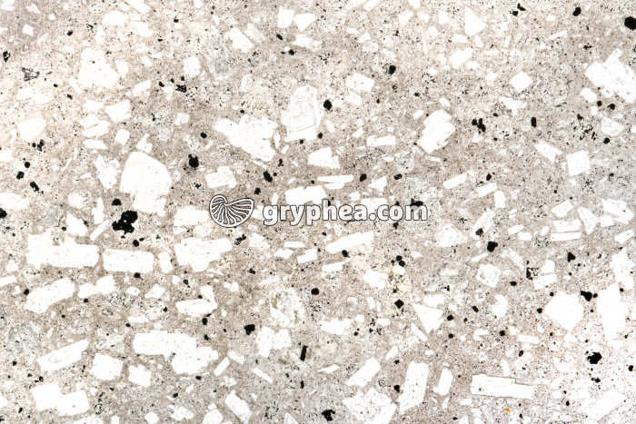 Andésite LPNA x2 - gryphea.org